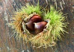 Sweet chestnut (castanea sativa)