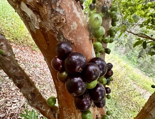 Jaboticaba berry